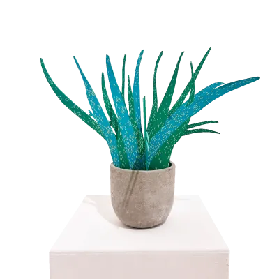 Aloe Vera (türkis)